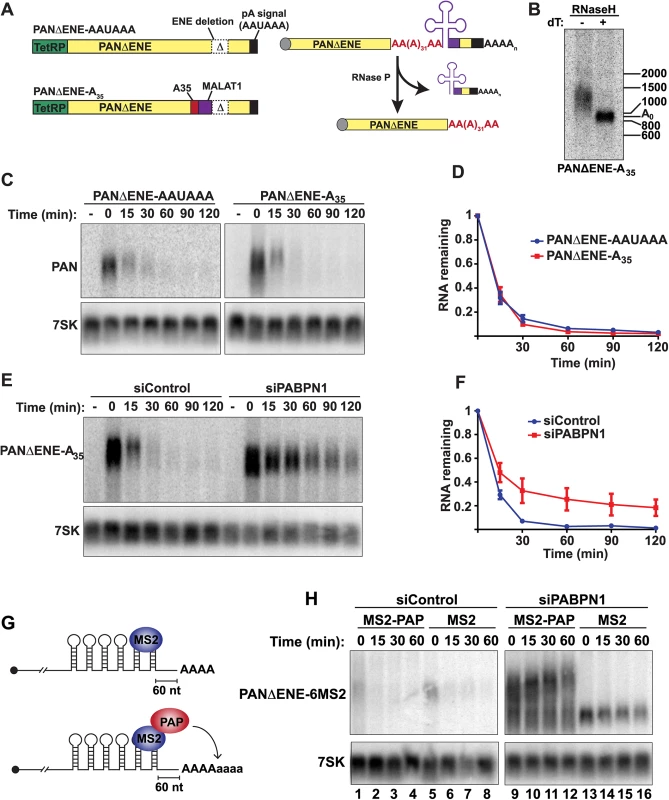 Role of hyperadenylation in PPD.