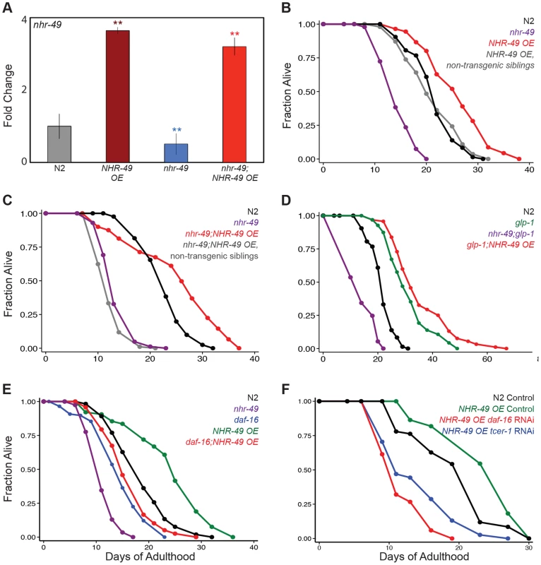 NHR-49 overexpression increases the lifespan of fertile worms.