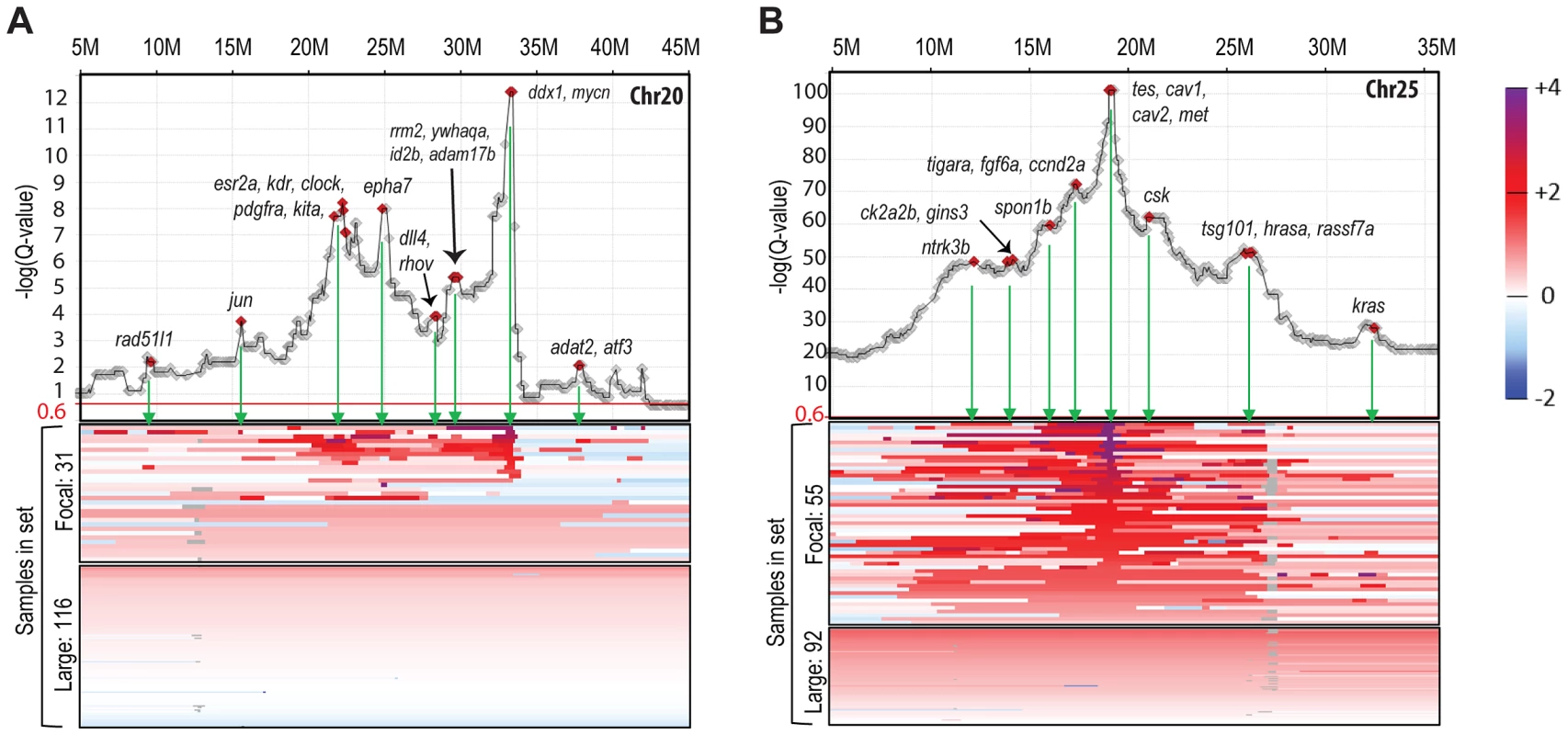 Amplification landscape of focal CNAs reveals sub-peaks.