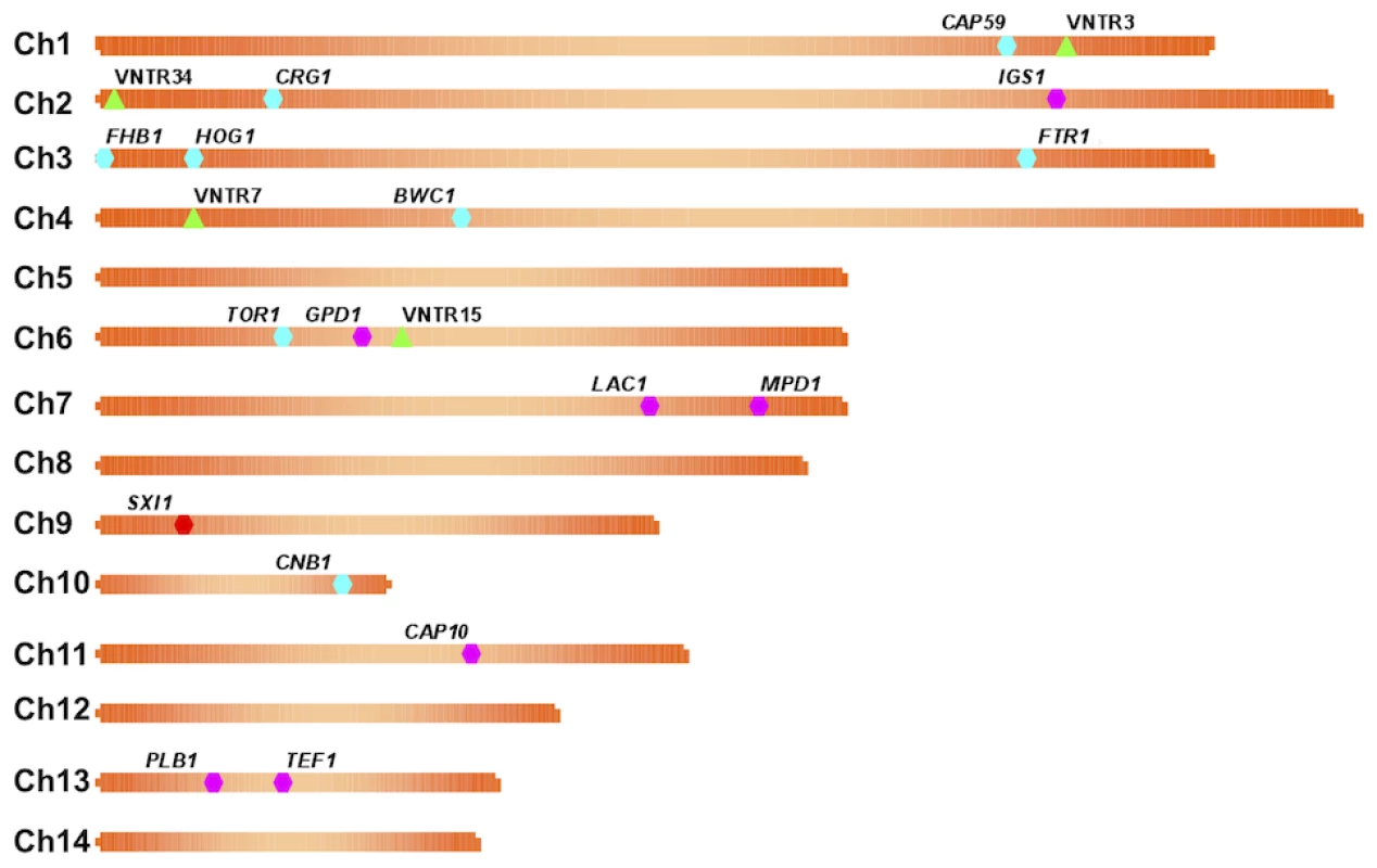 Markers used in the study are dispersed in the genome.