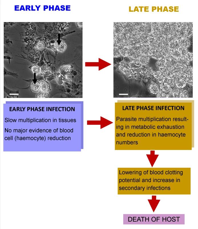 Interaction of <i>Hematodinium</i> with its crustacean host.