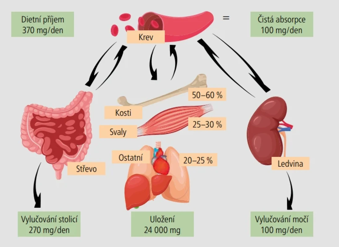 – Metabolismus hořčíku.