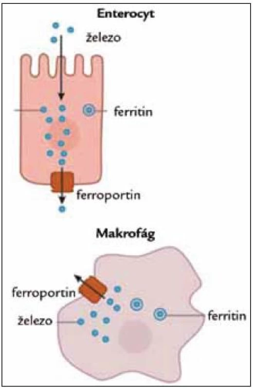 Postavení ferroportinu.