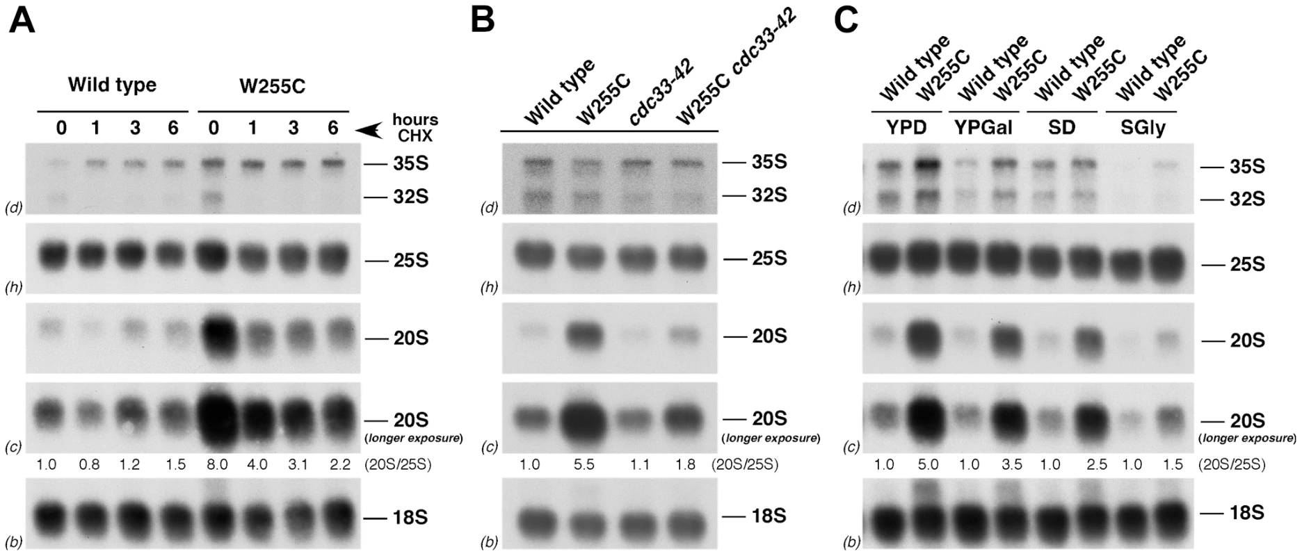 Translation rate modulates the levels of 20S pre-rRNA in <i>rpl3</i>[W255C] cells.