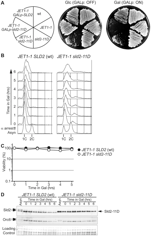 Endogenous levels of Sld2-11D do not promote untimely DNA replication efficiently.