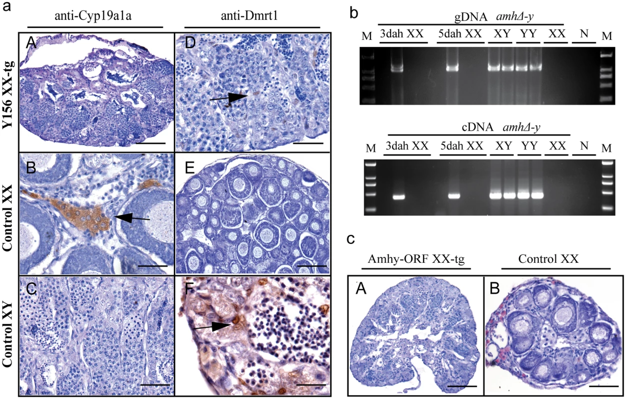Transgenic overexpression of Y156 fosmid and Amhy ORF resulted in sex reversal in F<sub>0</sub> XX fish.