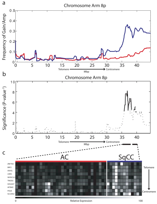 Chromosome 8p amplification in NSCLC is restricted to the SqCC lineage.