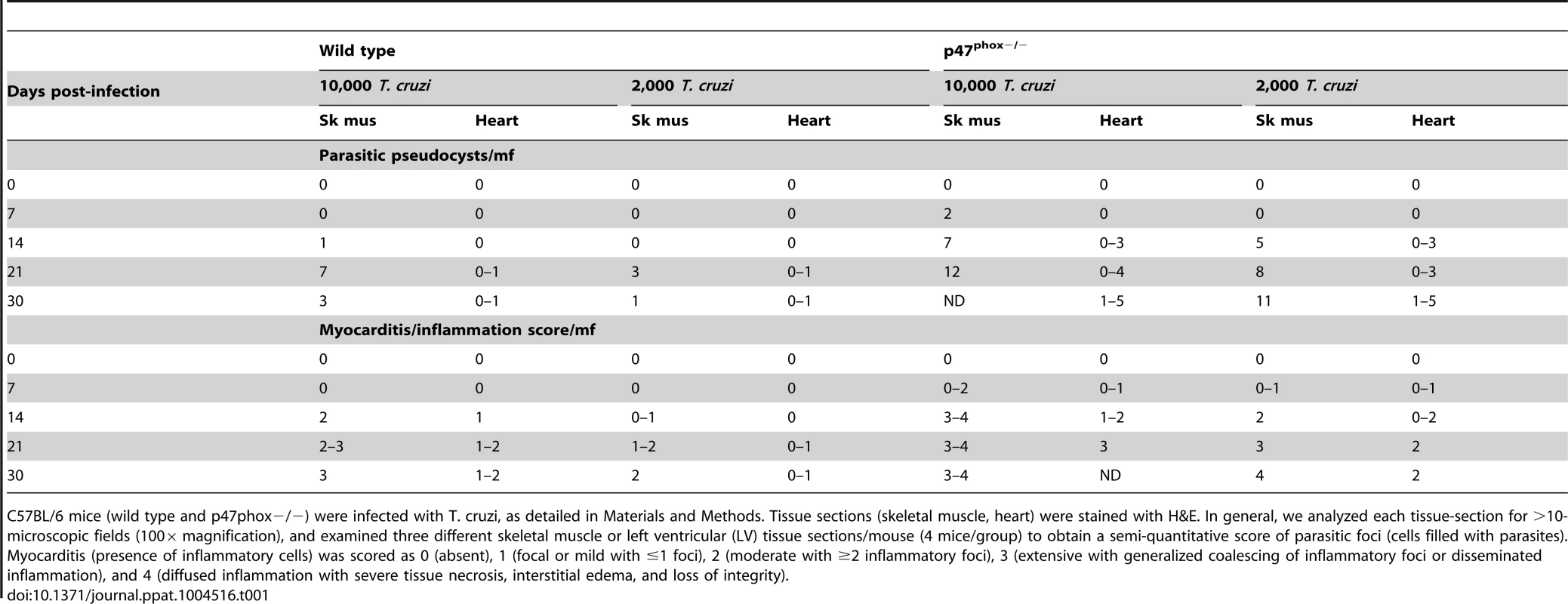 Tissue burden of parasite foci and inflammation in wild type and p47<sup>phox−/−</sup> mice infected by T. cruzi.
