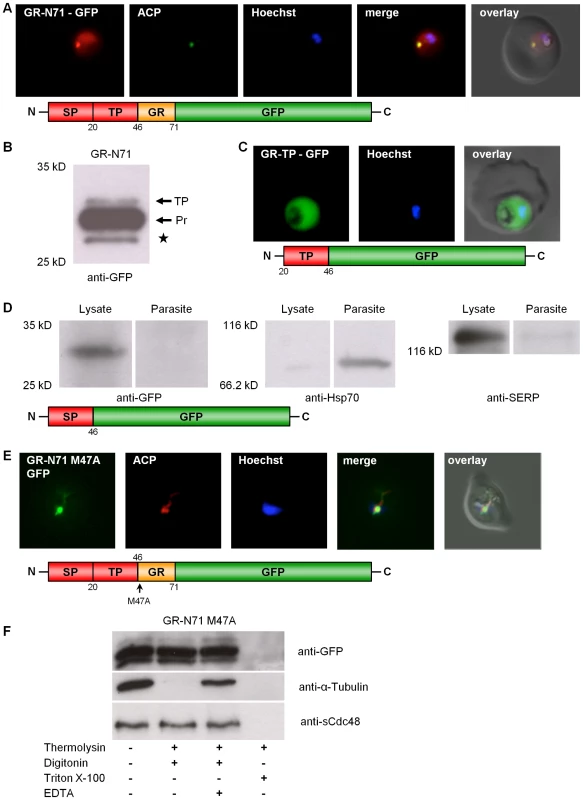 Dissection of the dual localization of <i>P. falciparum</i> GR.