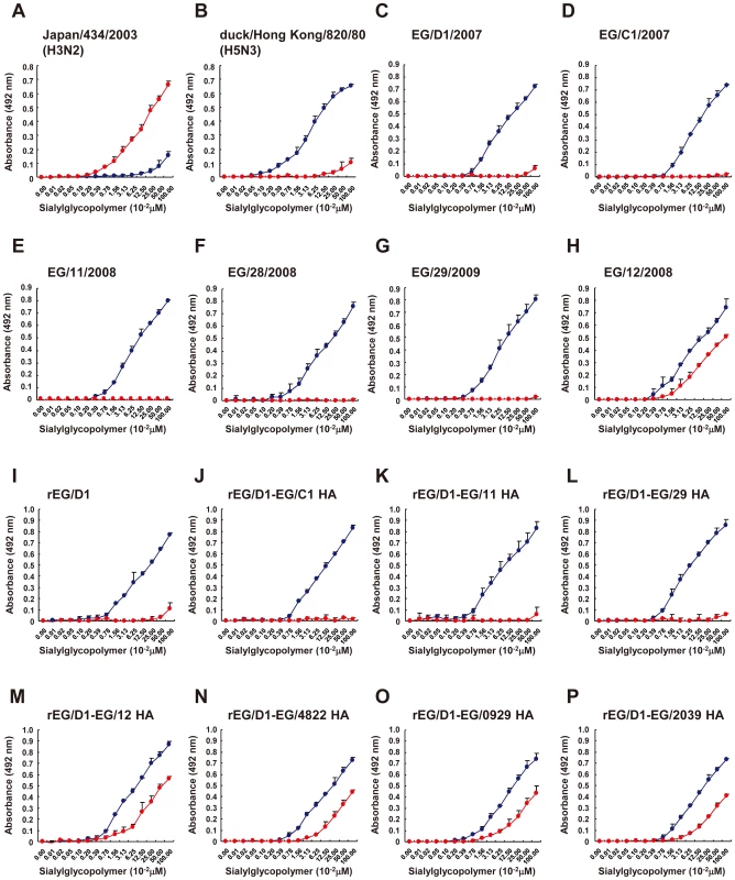 Receptor-binding specificity of H5N1 viruses isolated in Egypt.