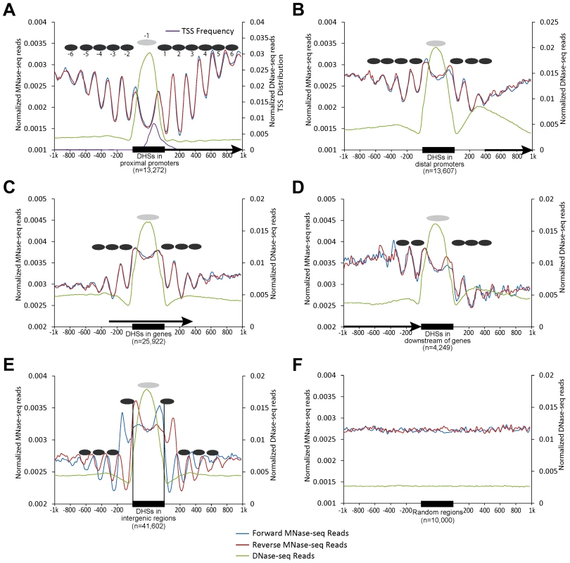 Patterns of nucleosome positioning around DHSs in the rice genome.