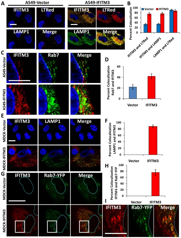 IFITM3 partially colocalizes with Rab7 and LAMP1, and compartments containing these proteins are amplified with IFITM3 overexpression.