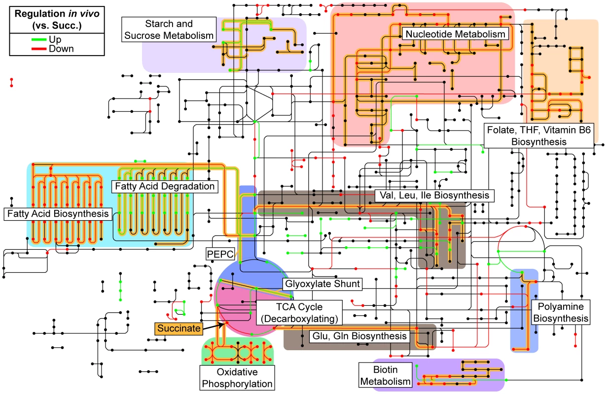 Reconstruction of <i>in vivo</i> metabolism from RNA-seq data.