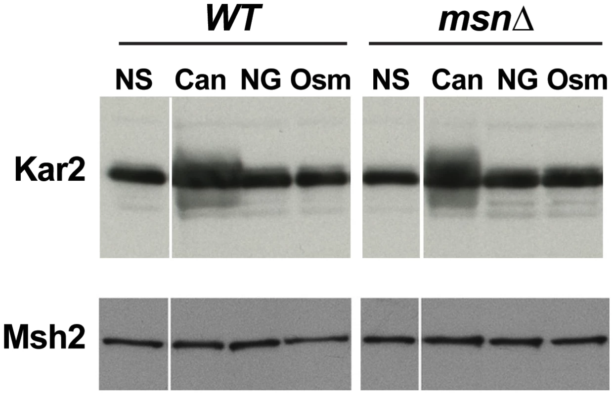 Western blot showing that the ER chaperone Kar2 is induced in response to treatment with canavanine in culture (‘Can’: cells were cultured in the presence of 100 µg/ml canavanine for 6 hours) but not to osmotic stress (‘Osm’: cells were cultured in the presence of 0.5M NaCl for 6 hours) or glucose starvation (‘NG’ = no glucose: cells were cultured in medium lacking glucose for 6 hours).