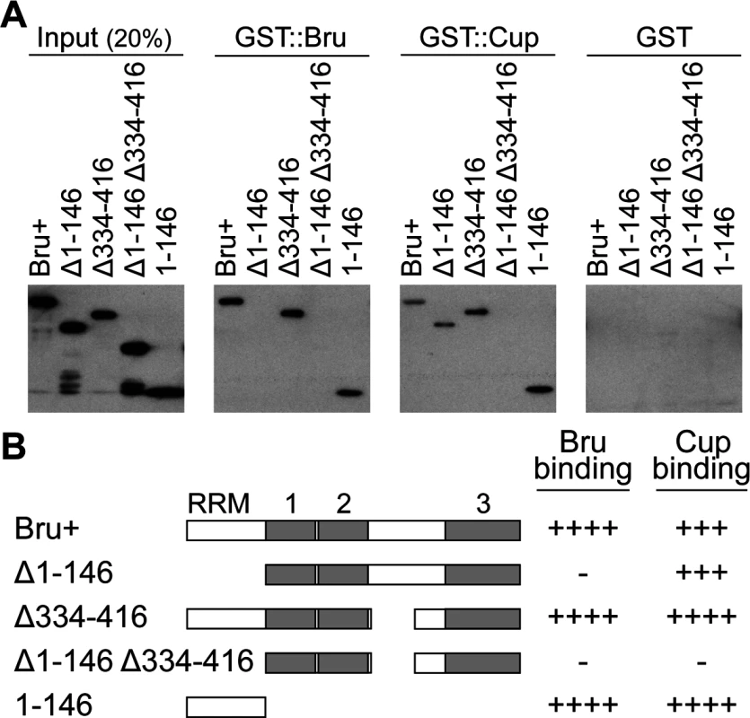 Bru domain 1–146 is important for both Bru and Cup binding.
