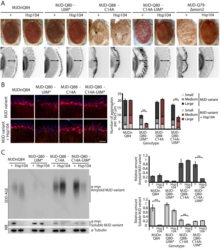 A portion of the Josephin domain and the Ubiquitin-Interacting Motifs prevent Hsp104 from rescuing full-length MJD pathogenicity.