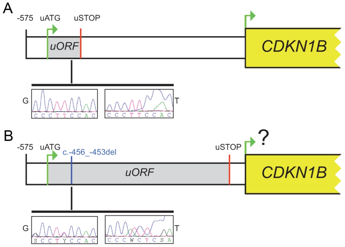 The c.-456_-453delCCTT affects protein translation by reducing reinitiation.