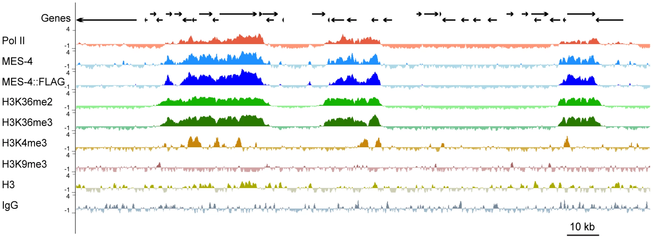 MES-4 is mostly concentrated on Pol II–bound genes.