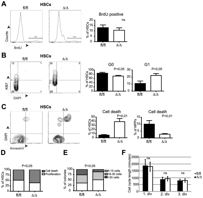 <i>Cebpa</i><sup>Δ/Δ</sup> HSCs do not have a proliferative advantage but are prone to cell death.