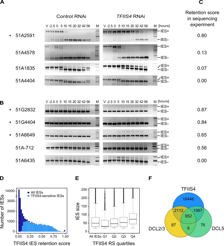 Analysis of IES excision in <i>TFIIS4</i>-silenced cells.