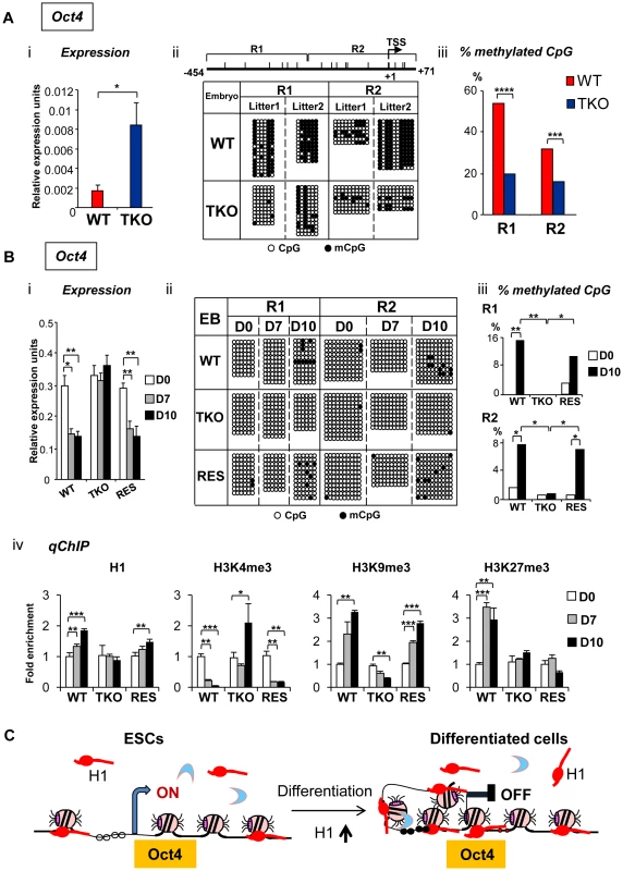 H1 is necessary for stable repression of <i>Oct4</i> pluripotency gene during embryogenesis and ESC differentiation.