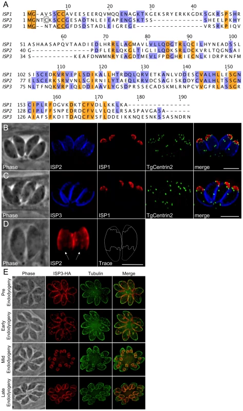 ISP2 and ISP3 define two additional novel sub-compartments of the IMC.