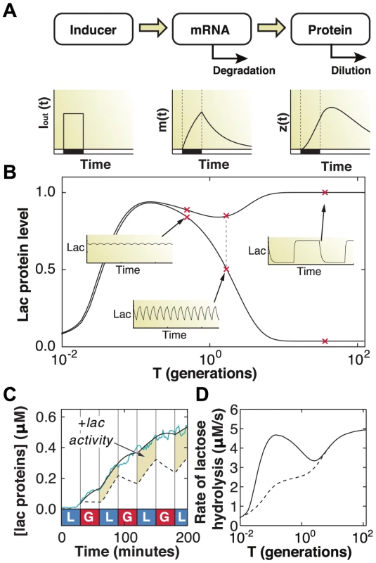 Mathematical modeling quantifies fitness advantage of memory.