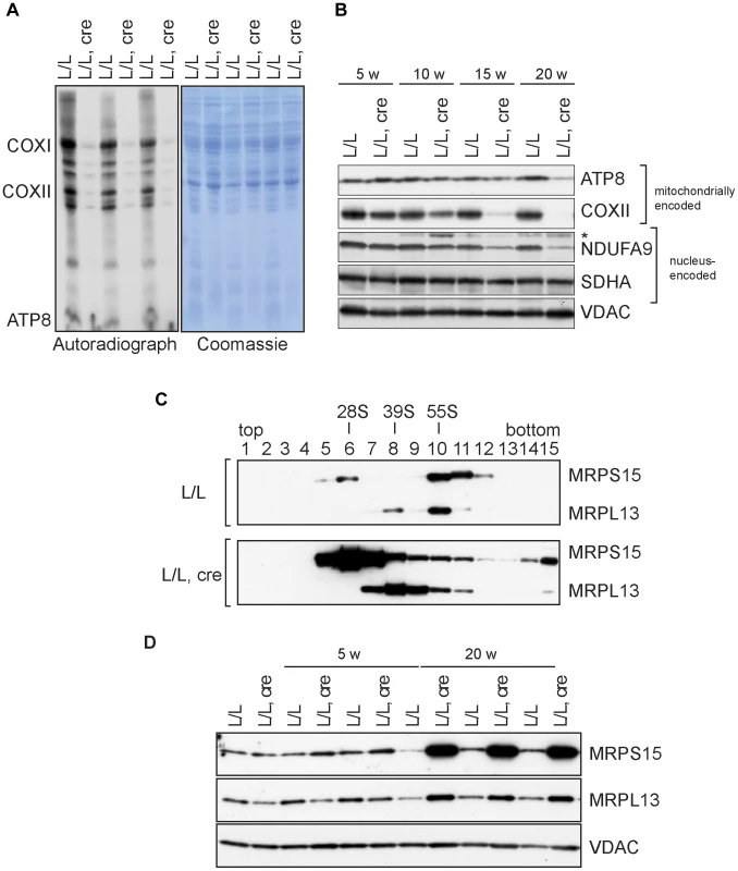 Mitochondrial translation and ribosome assembly in <i>Nsun4</i> knockout hearts.