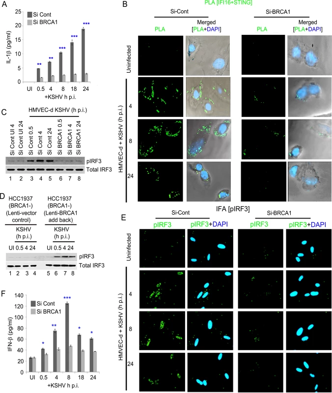 Effect of BRCA1 knockdown on subsequent IFI16 dependent innate immune response activation during KSHV infection.