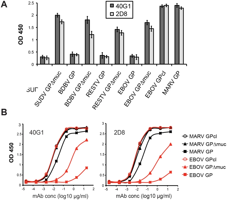 Filovirus GP cross-reactivity of 40G1 and 2D8.
