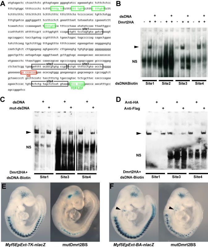 Dmrt2 binding sites in the <i>Myf5</i> epaxial enhancer are essential for normal activity <i>in vivo</i>.
