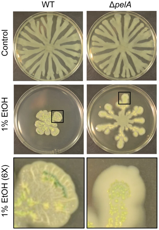 Pel production in response to ethanol.