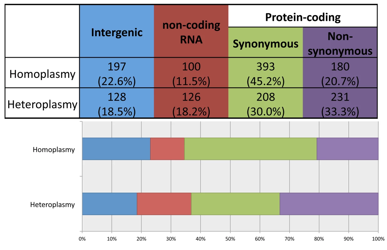 Distribution of homoplasmies and heteroplasmies in four functional categories.