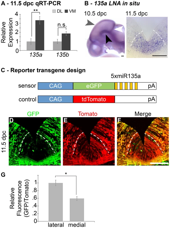 Expression of <i>miR135a</i> within the <i>Wnt1</i>-rich ventral midbrain.