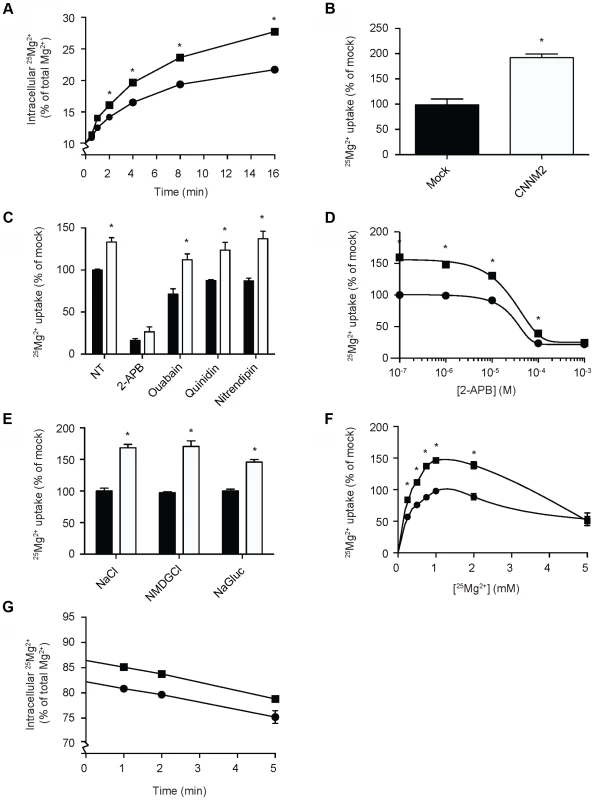 CNNM2 increases Mg<sup>2+</sup> uptake in HEK293 cells.