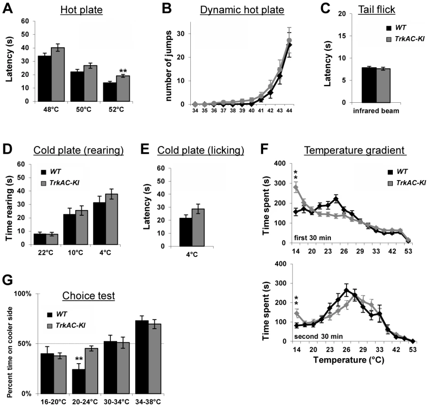 Abnormal temperature sensitivity in <i>TrkAC-KI</i> mice.