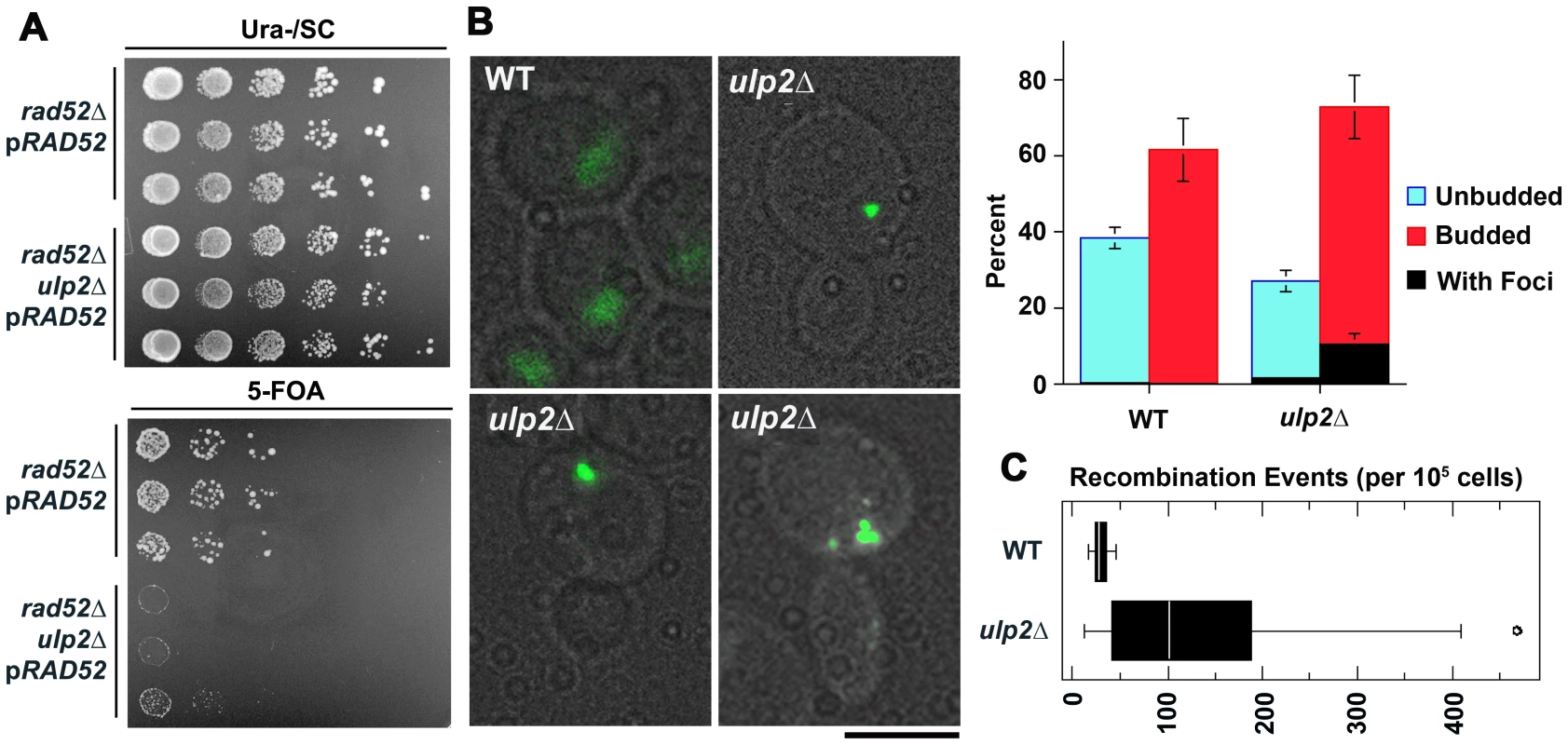 Spontaneous HR in <i>ulp2</i>Δ <b>mutants.</b>