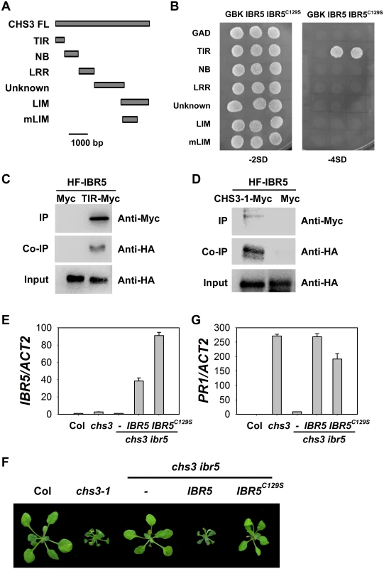 Interaction of IBR5 with CHS3.
