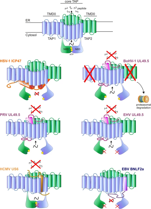 Interactions between herpesvirus-encoded TAP-inhibitors and their target.