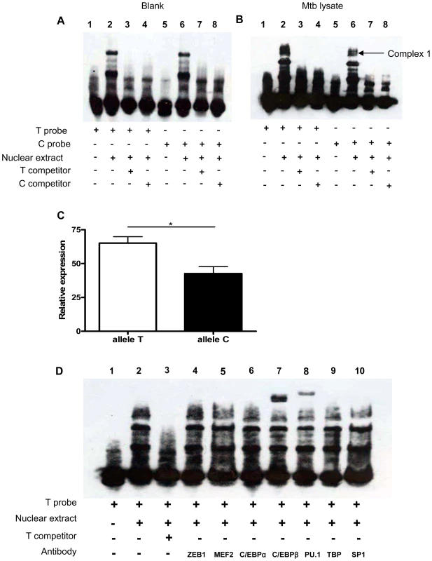 SNP rs1143627 variant affects C/EBPβ and PU.1 binding to the <i>IL1B</i> promoter.
