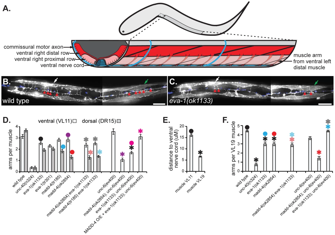 EVA-1 functions in a MADD-4 pathway to counteract UNC-6 interference.