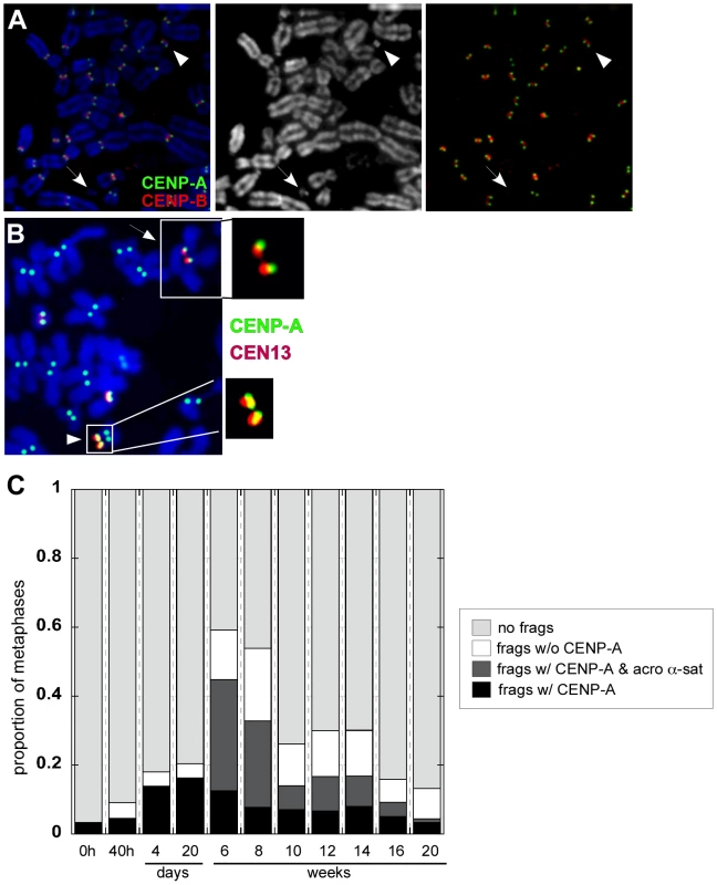 Dicentric stability is associated with chromosomal fragments.