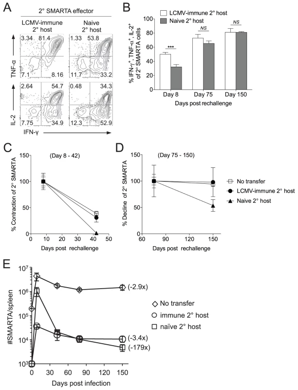 Secondary SMARTA effector cells generated after rechallenge in naïve hosts have decreased ability to produce multiple cytokines and limited memory differentiation potential.