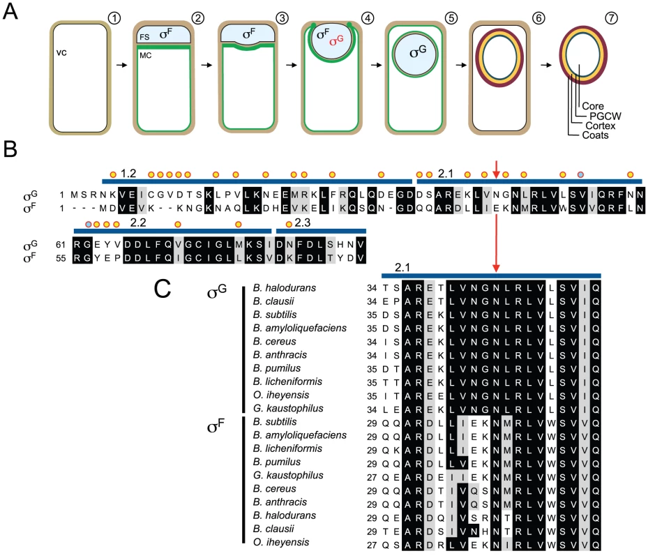 Segregation of σ<sup>F</sup> and σ<sup>G</sup> activities and mutagenesis of <i>sigG</i>.
