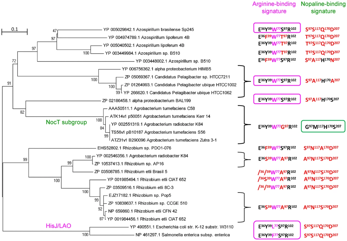 NocT phylogeny and occurence of the nopaline-binding signature.