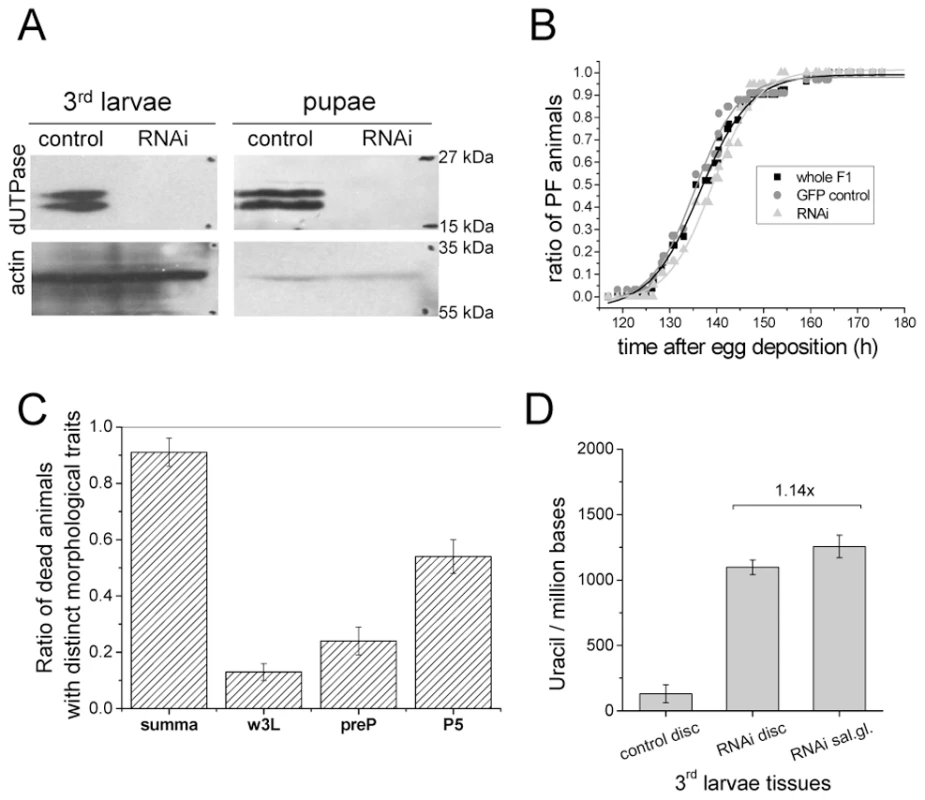 Silencing of dUTPase in <i>Drosophila</i> larvae and pupae.