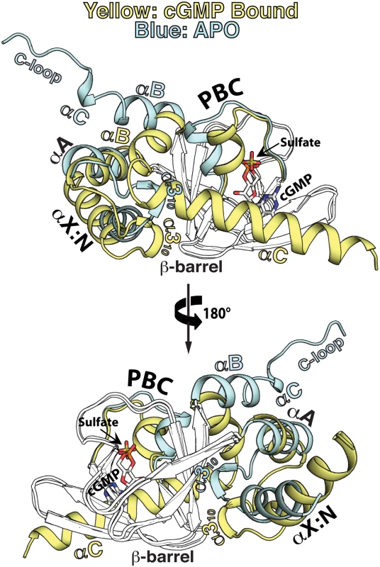 Structural comparison between the apo- and cGMP bound <i>Pf</i>CNB-D.