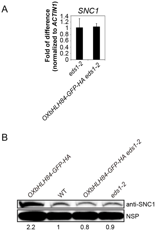bHLH84 does not regulate <i>SNC1</i> transcription.
