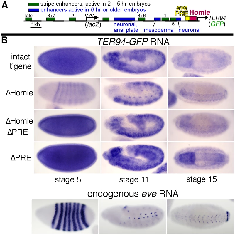 Homie shields the <i>TER94</i> promoter from <i>eve</i> PRE activity.