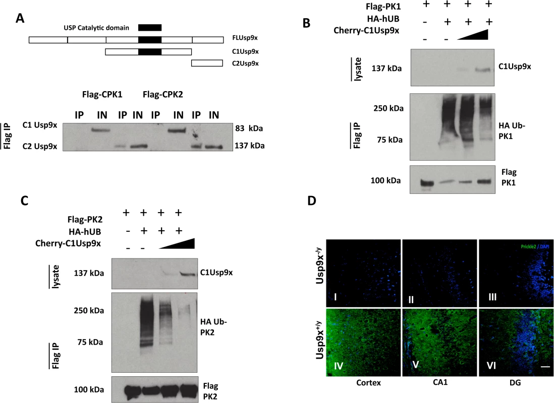 USP9X stabilizes PRICKLE in HEK293T cells and the mouse brain.
